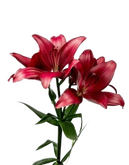 זרים קטנים ופרחים בתפזורת (נא לציין בהערות במידה ומעונינים בשזירה)